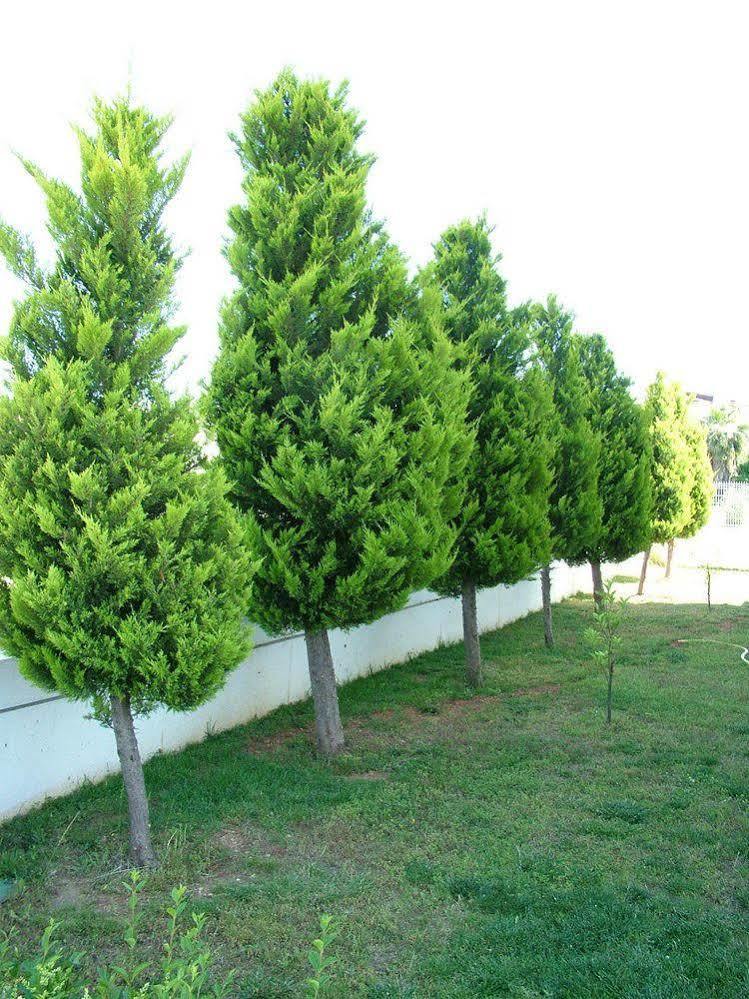 Belek Golf Apartments מראה חיצוני תמונה